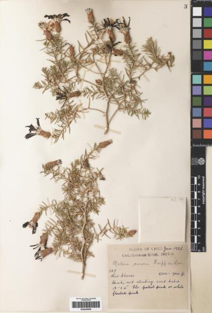 Mutisia acerosa [Espécimen: ]