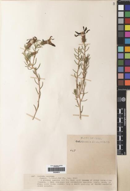 Mutisia acerosa [Espécimen: ]