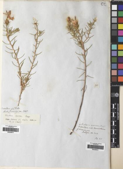 Mutisia acerosa [Espécimen: ]
