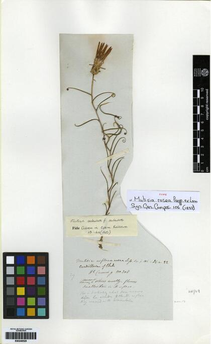 Mutisia subulata [Espécimen: ]
