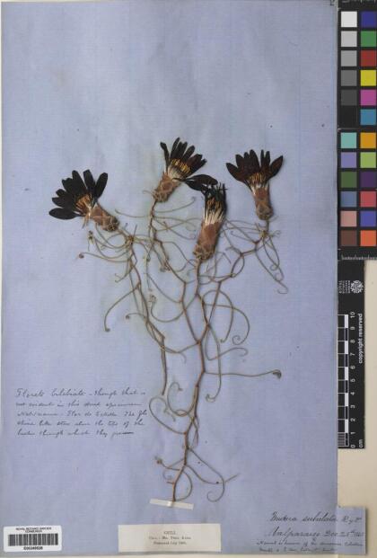 Mutisia subulata [Espécimen: ]