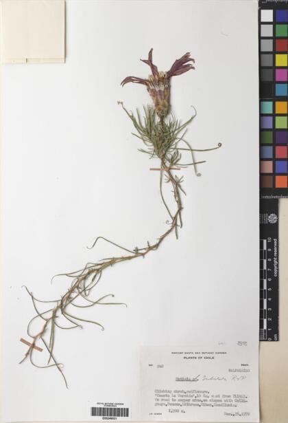 Mutisia subulata [Espécimen: ]