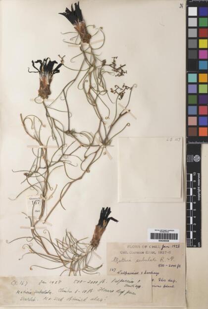 Mutisia subulata [Espécimen: ]