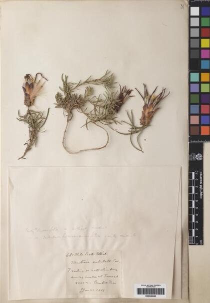 Mutisia subulata [Espécimen: ]