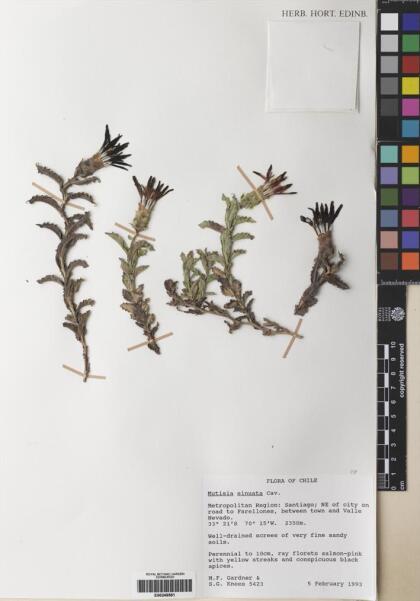 Mutisia sinuata [Espécimen: ]