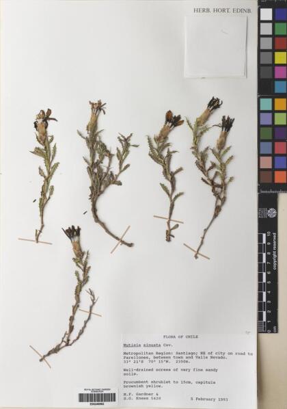 Mutisia sinuata [Espécimen: ]