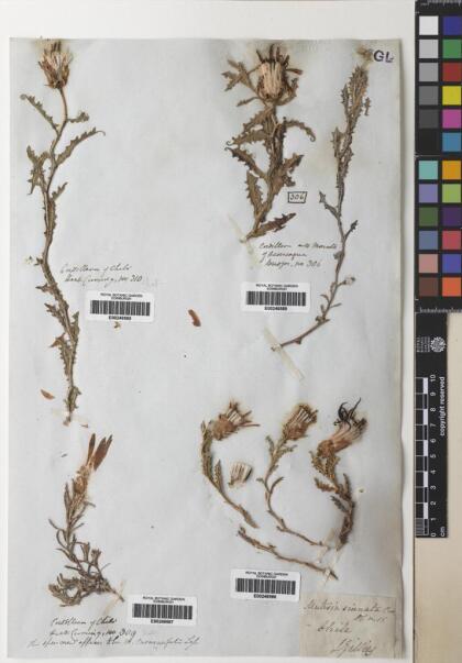 Mutisia sinuata [Espécimen: ]