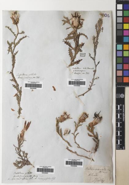 Mutisia sinuata [Espécimen: ]
