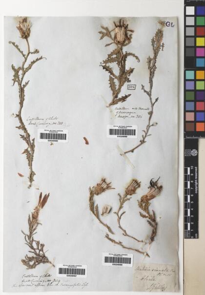 Mutisia sinuata [Espécimen: ]