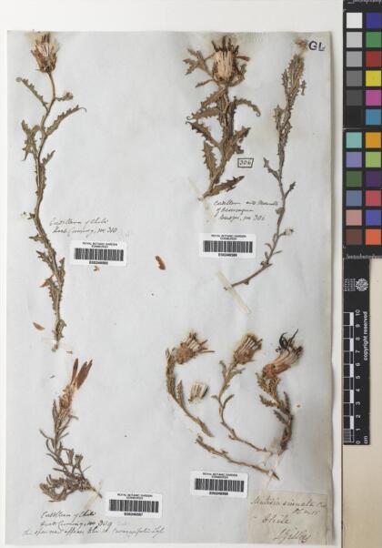 Mutisia sinuata [Espécimen: ]