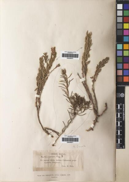 Mutisia sinuata [Espécimen: ]
