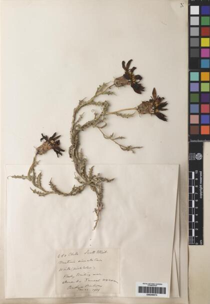Mutisia sinuata [Espécimen: ]