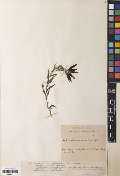 Mutisia sinuata [Espécimen: ]