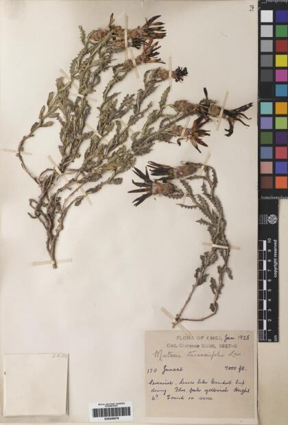 Mutisia sinuata [Espécimen: ]