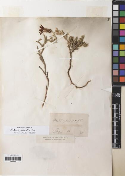 Mutisia sinuata [Espécimen: ]