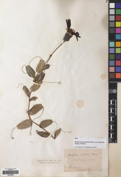 Mutisia spinosa var. pulchella [Espécimen: ]