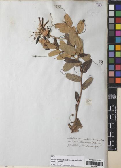 Mutisia spinosa var. pulchella [Espécimen: ]