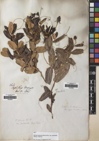 Mutisia spinosa var. pulchella [Espécimen: ]