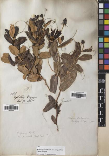 Mutisia spinosa var. pulchella [Espécimen: ]