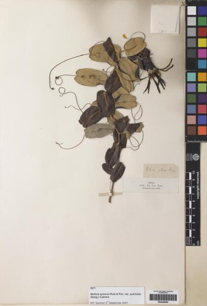 Mutisia spinosa var. pulchella [Espécimen: ]