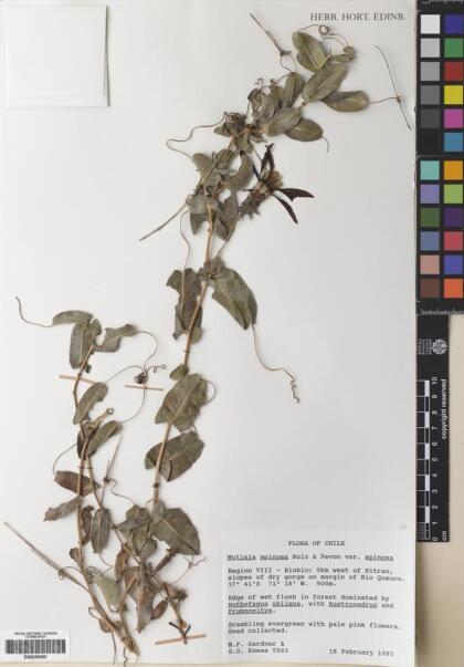 Mutisia spinosa var. spinosa [Espécimen: ]