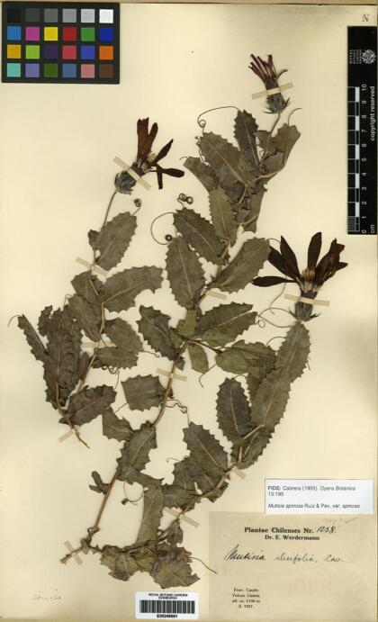Mutisia spinosa var. spinosa [Espécimen: ]