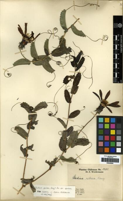 Mutisia spinosa var. spinosa [Espécimen: ]