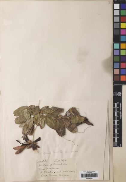 Mutisia spinosa var. spinosa [Espécimen: ]