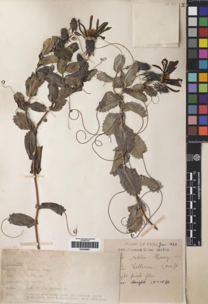 Mutisia spinosa var. spinosa [Espécimen: ]