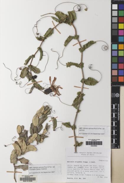 Mutisia spinosa var. spinosa [Espécimen: ]