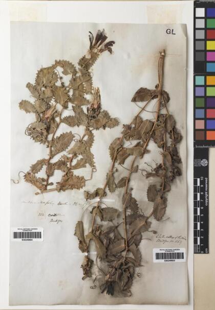 Mutisia ilicifolia [Espécimen: ]