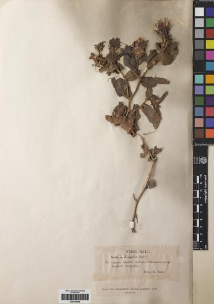 Mutisia ilicifolia [Espécimen: ]
