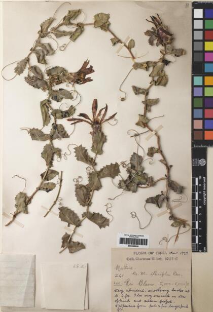Mutisia ilicifolia [Espécimen: ]