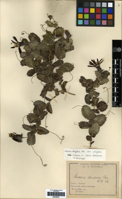 Mutisia ilicifolia var. ilicifolia [Espécimen: ]