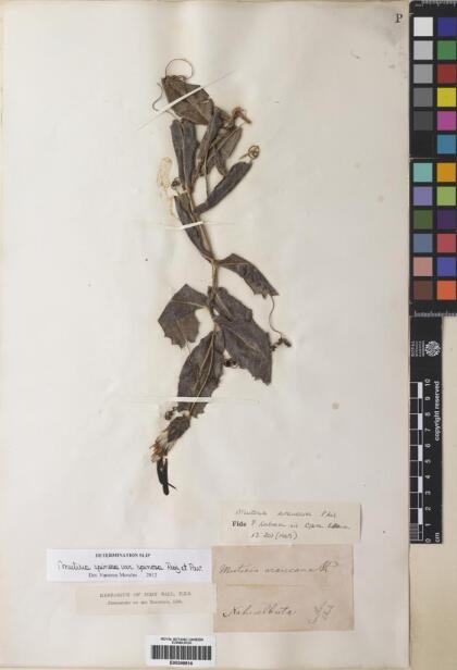 Mutisia spinosa [Espécimen: ]