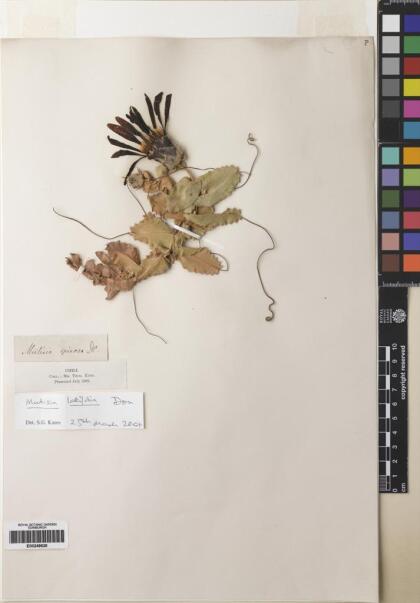 Mutisia latifolia [Espécimen: ]