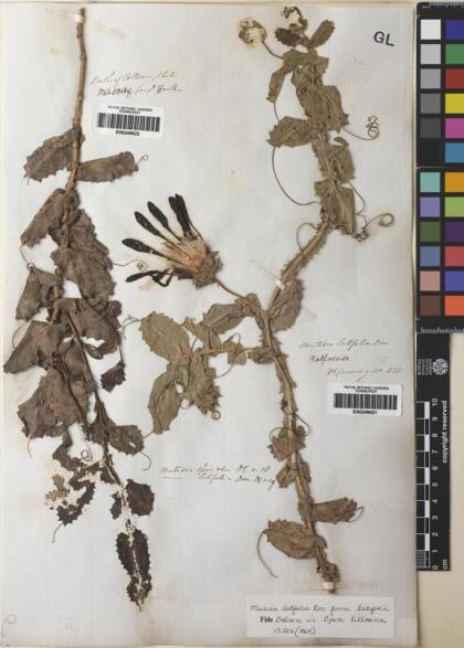 Mutisia latifolia [Espécimen: ]