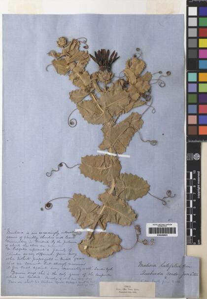 Mutisia latifolia [Espécimen: ]