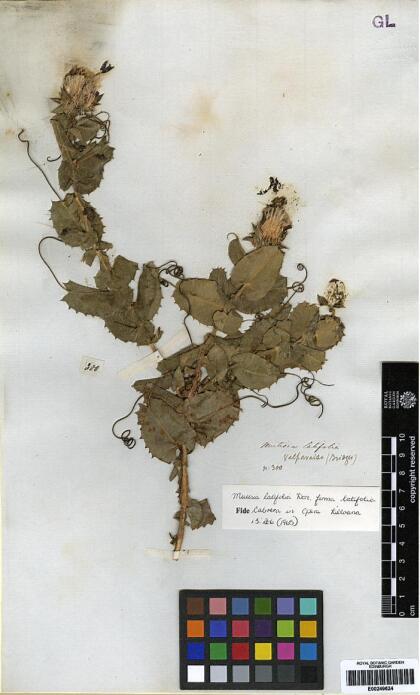 Mutisia latifolia [Espécimen: ]