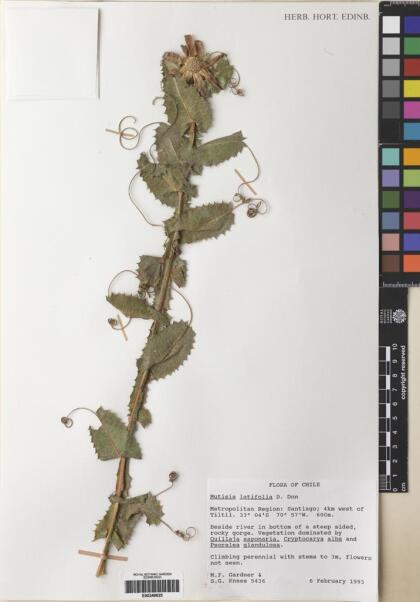 Mutisia latifolia [Espécimen: ]