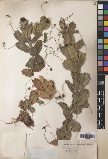 Mutisia latifolia [Espécimen: ]