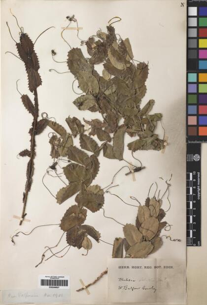 Mutisia latifolia [Espécimen: ]