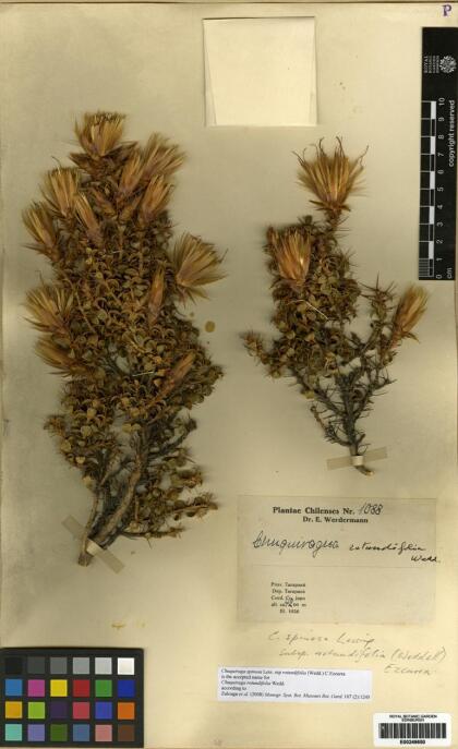 Chuquiraga spinosa [Espécimen: ]