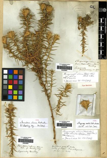 Chuquiraga ulicina subsp. ulicina [Espécimen: ]