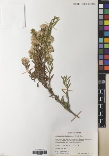 Gochnatia foliolosa var. foliolosa [Espécimen: ]