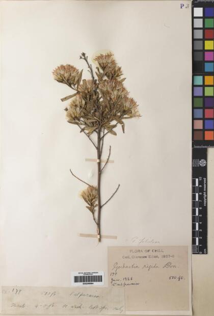 Gochnatia foliolosa var. foliolosa [Espécimen: ]