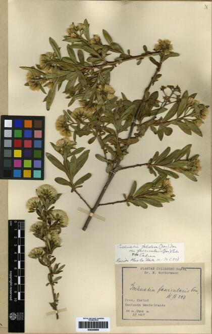 Gochnatia foliolosa var. fascicularis [Espécimen: ]