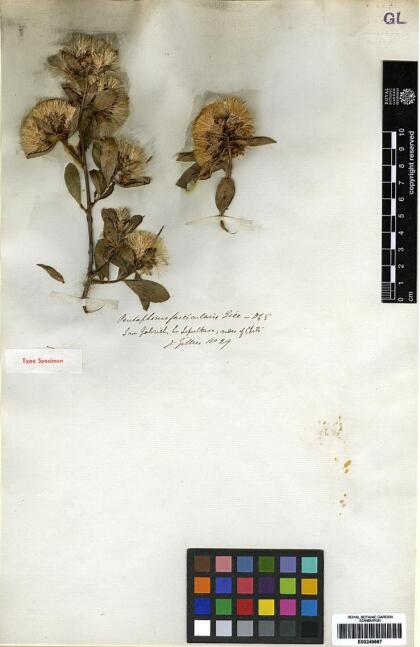Gochnatia foliolosa var. fascicularis [Espécimen: ]