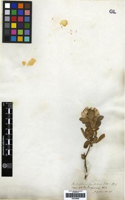 Gochnatia foliolosa var. foliolosa [Espécimen: ]