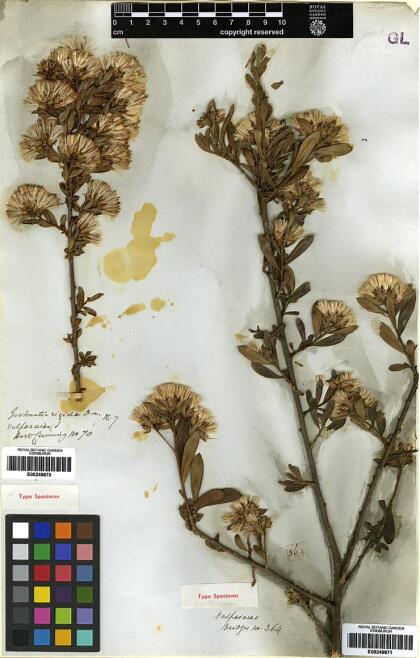 Gochnatia foliolosa var. foliolosa [Espécimen: ]